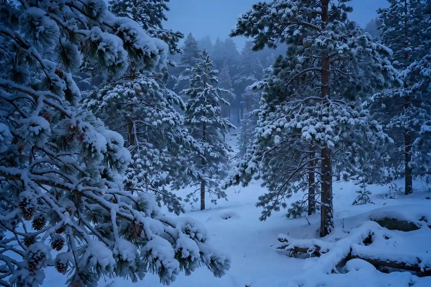 Snowy winter forest landscape at dusk